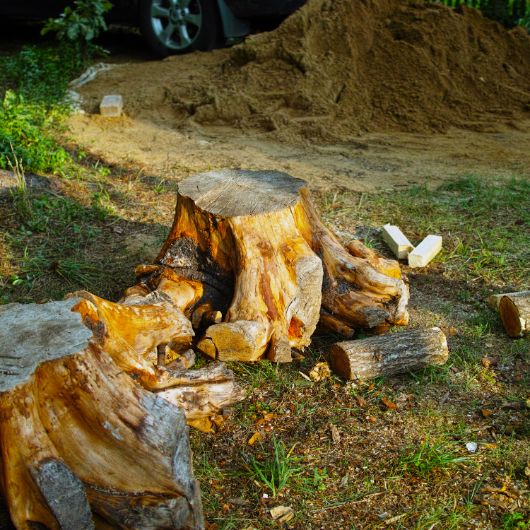 Tree Removal & Trimming in Blythewood, SC