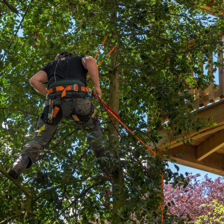 Tree Removal & Trimming in Blythewood, SC